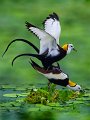 494 - copulative jacana - CHEN Feng-Lin - taiwan